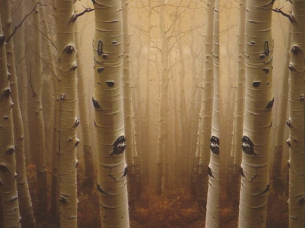 birch forest 