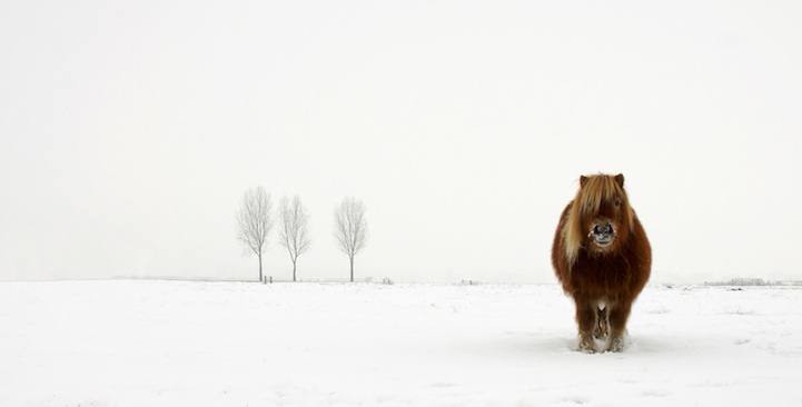 Nature & Wildlife - The Cold Pony by Gert van den Bosch