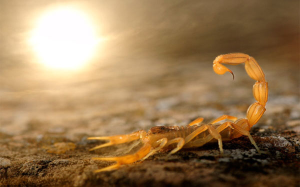 Sunbathing at dusk, Carlos Perez Naval