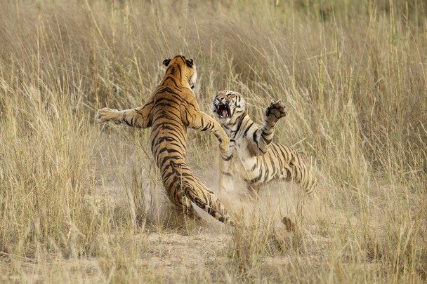 Archna Singh, Bandhavgarh National Park, Madhya Pradesh, India