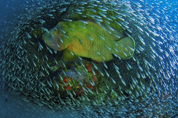 Christian Miller, Cairns, Great Barrier Reef, Flynn Reef, Australia