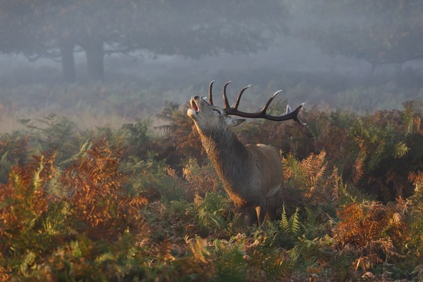 Prashant Meswani, Richmond Park, London, UK