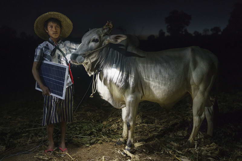 Mg Ko, 20 years old. A Shan farmer with his cow in Lui Pan Sone Village. Kayah State.