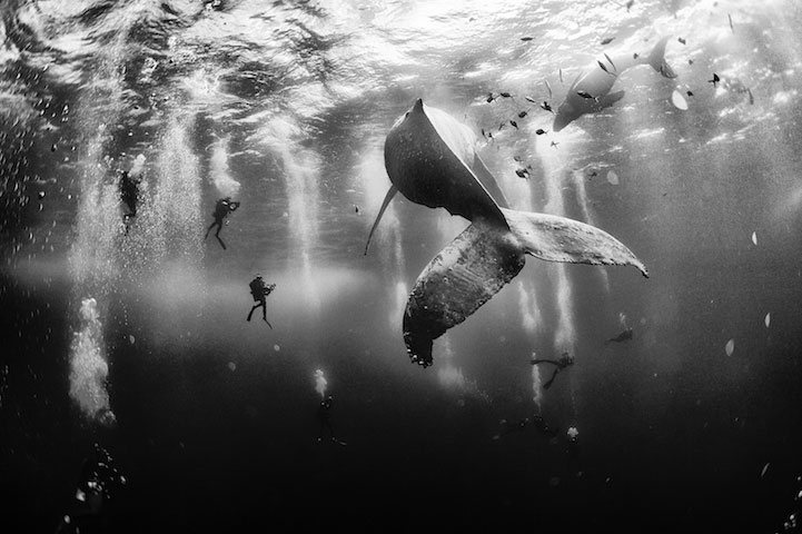 Whale Whisperers by Anuar Patjane Floriuk