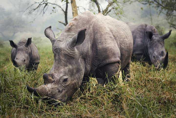 White Rhinos by Stefane Berube