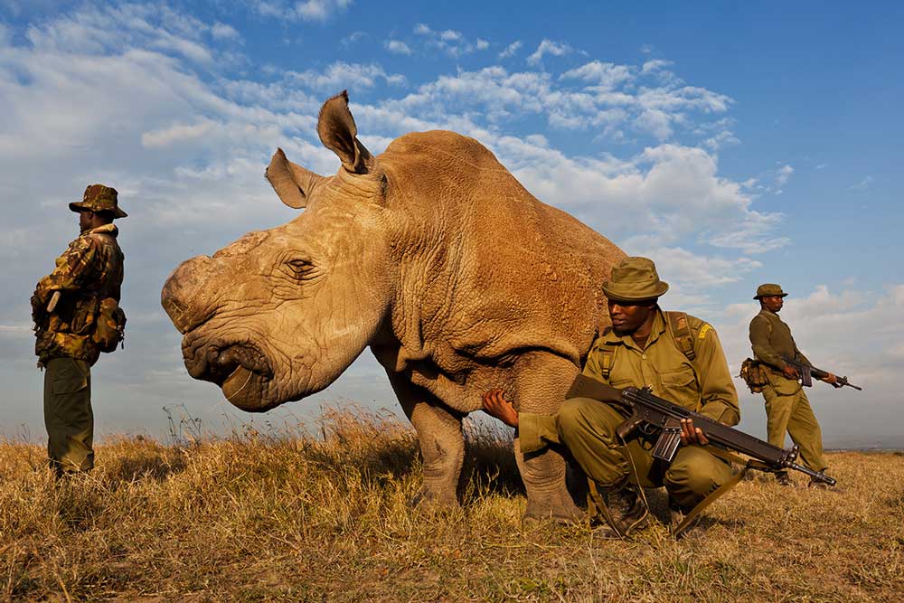 brent-stirton-white-rhino_tcm80-1294704