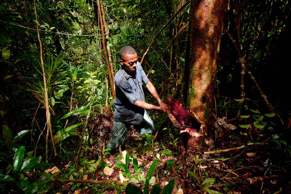 toby-smith-malagasi-worker-cutting-tree_tcm80-1294710