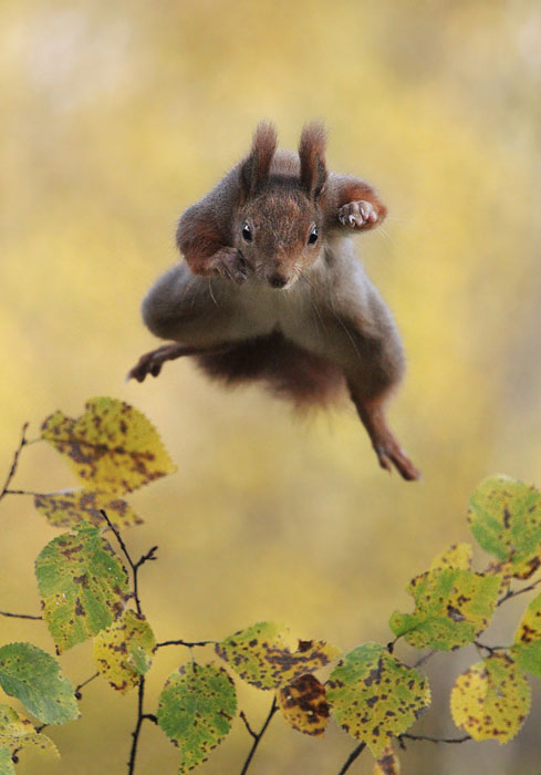 Kung Fu Squirrel