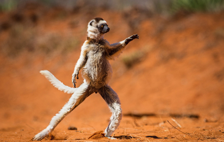 Dancing Sifaka