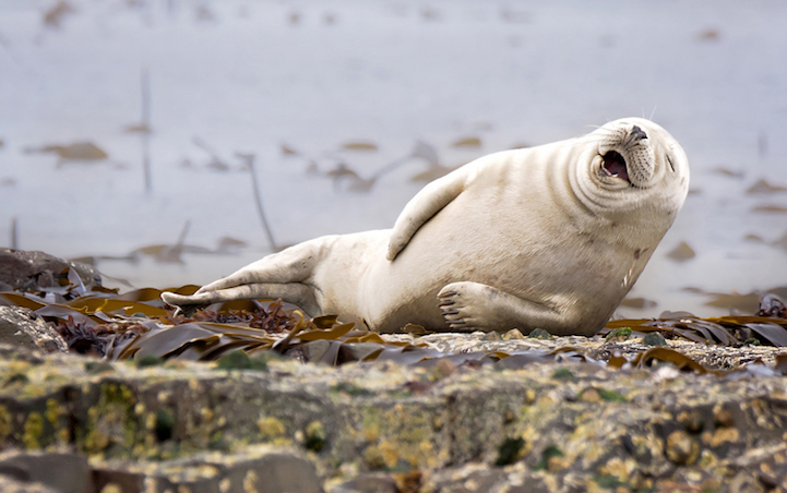 It's not funny.. I've got cramp in my flipper!