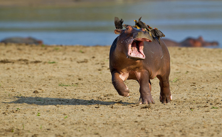 Help.....mum! Driven hippo-potty-mus.