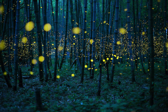 Enchanted Bamboo Forest - Kei Nomiyama, Japan, Winner, Open, Low Light, 2016