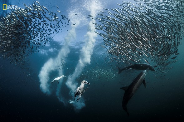 Greg Lecoeur - Sardine Run