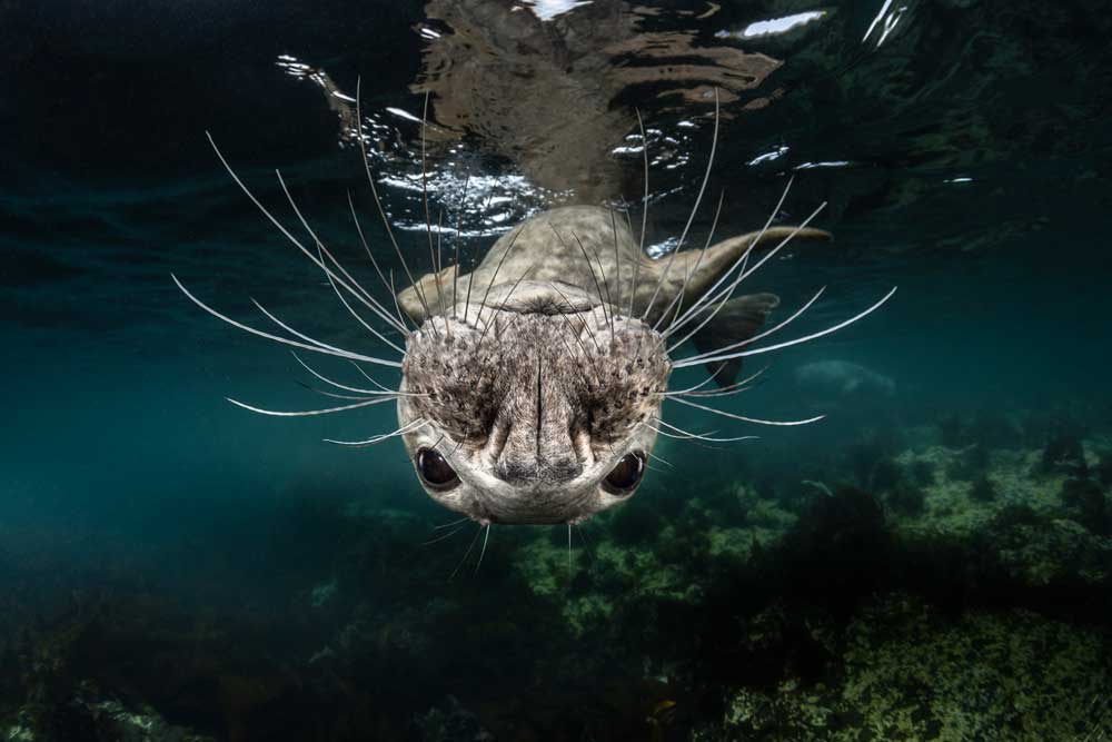  © Greg Lecoeur, National Awards 1st Place, France, Shortlist, Open competition, Natural World & Wildlife, 2019 Sony World Photography Awards
