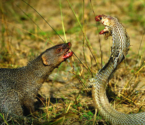 N&A 8 la grande intelligenza dei delfini Fotografia.it