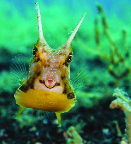 N A 8 La Grande Intelligenza Dei Delfini