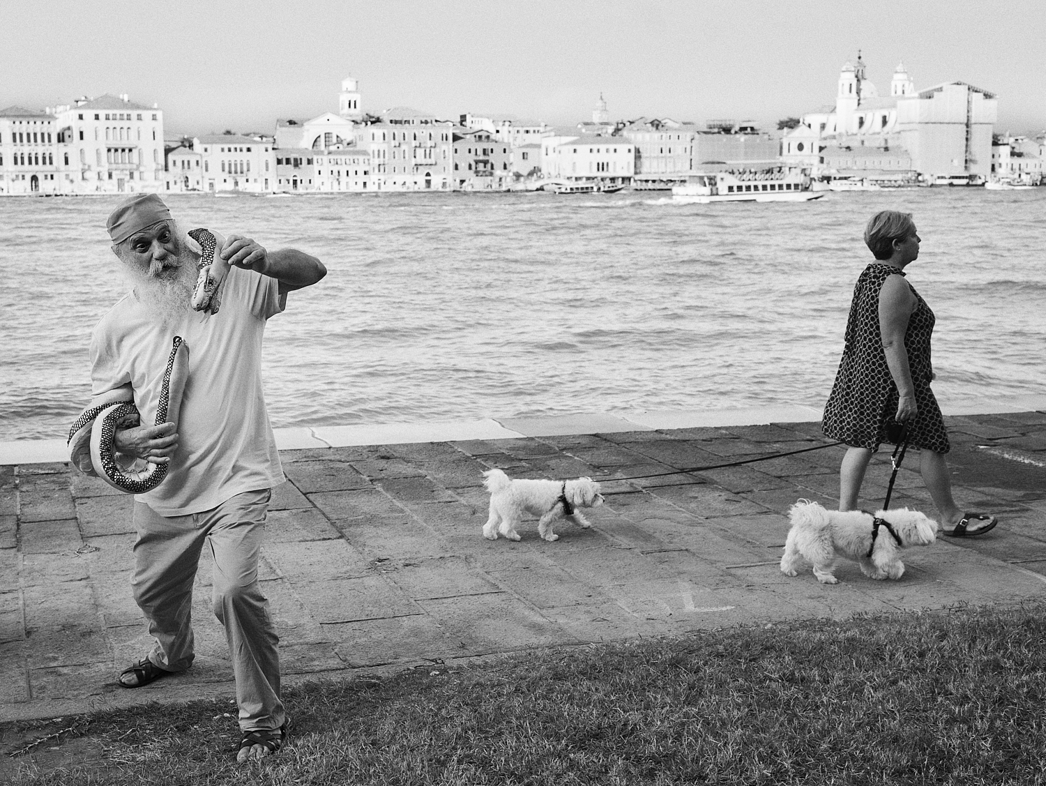Cani dell&#39;isola della giudecca 6. Foto Roberto Bottazzi