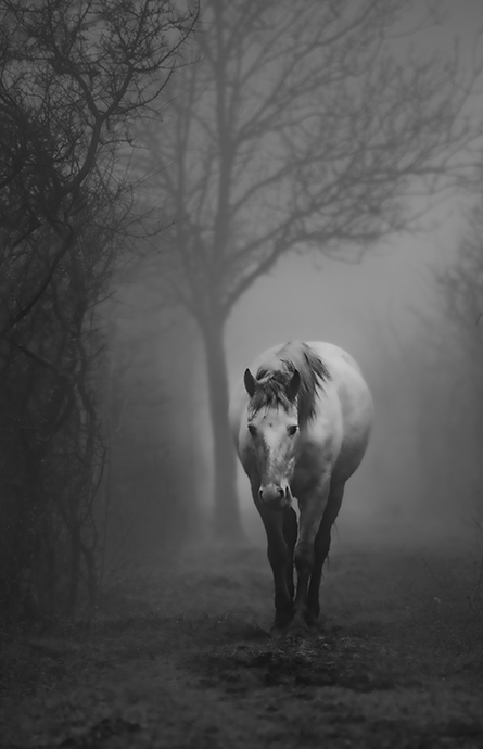 Cavallo Bianco. Foto Walter Pizzin
