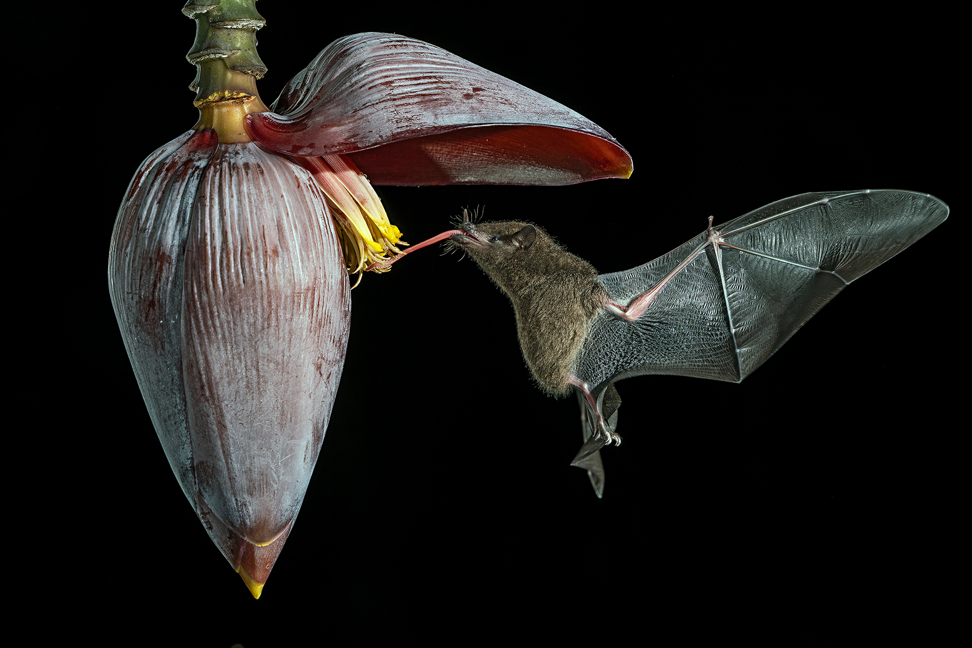 Nectar bat n9. Foto Gianni Maitan 