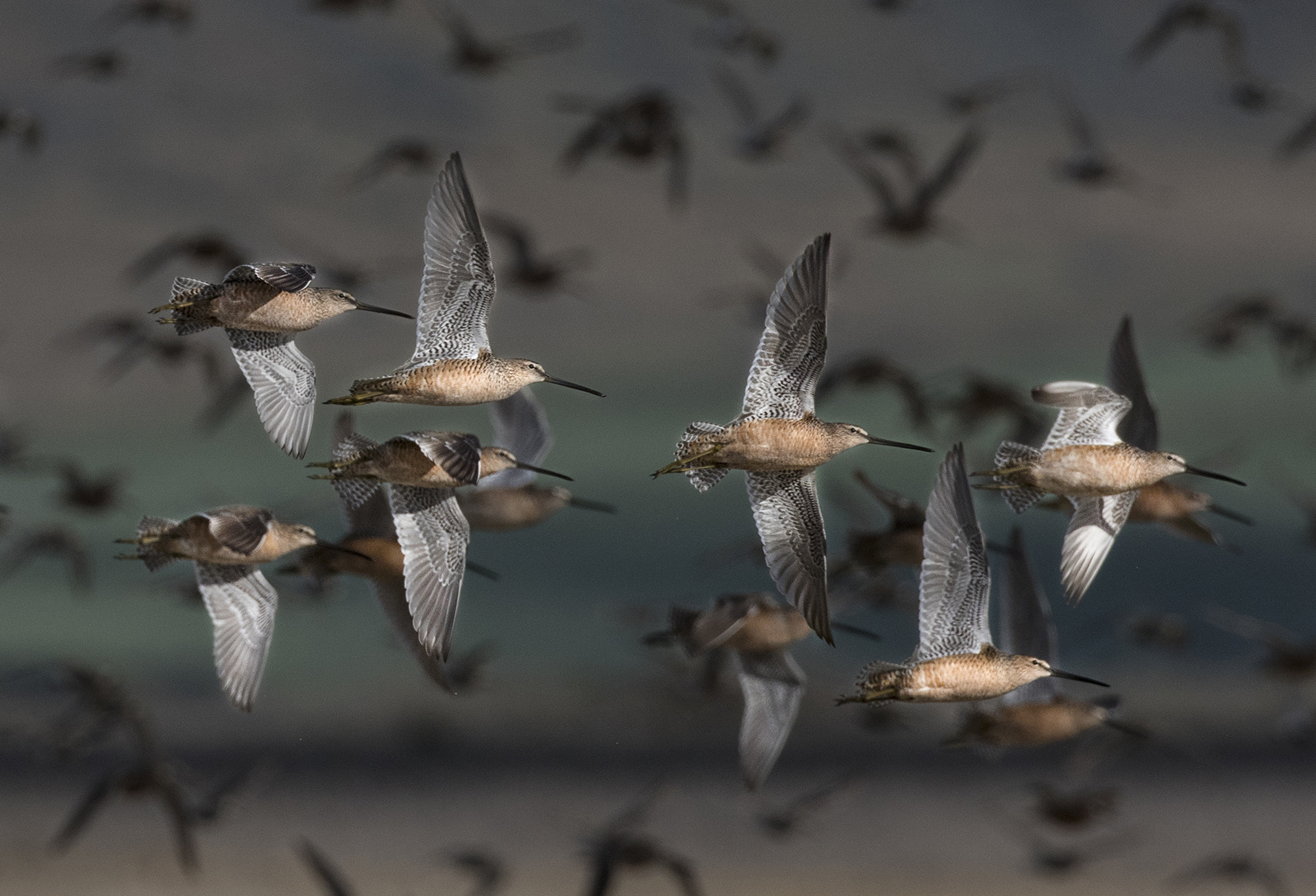 Sandpipers. Foto Mario Cioni