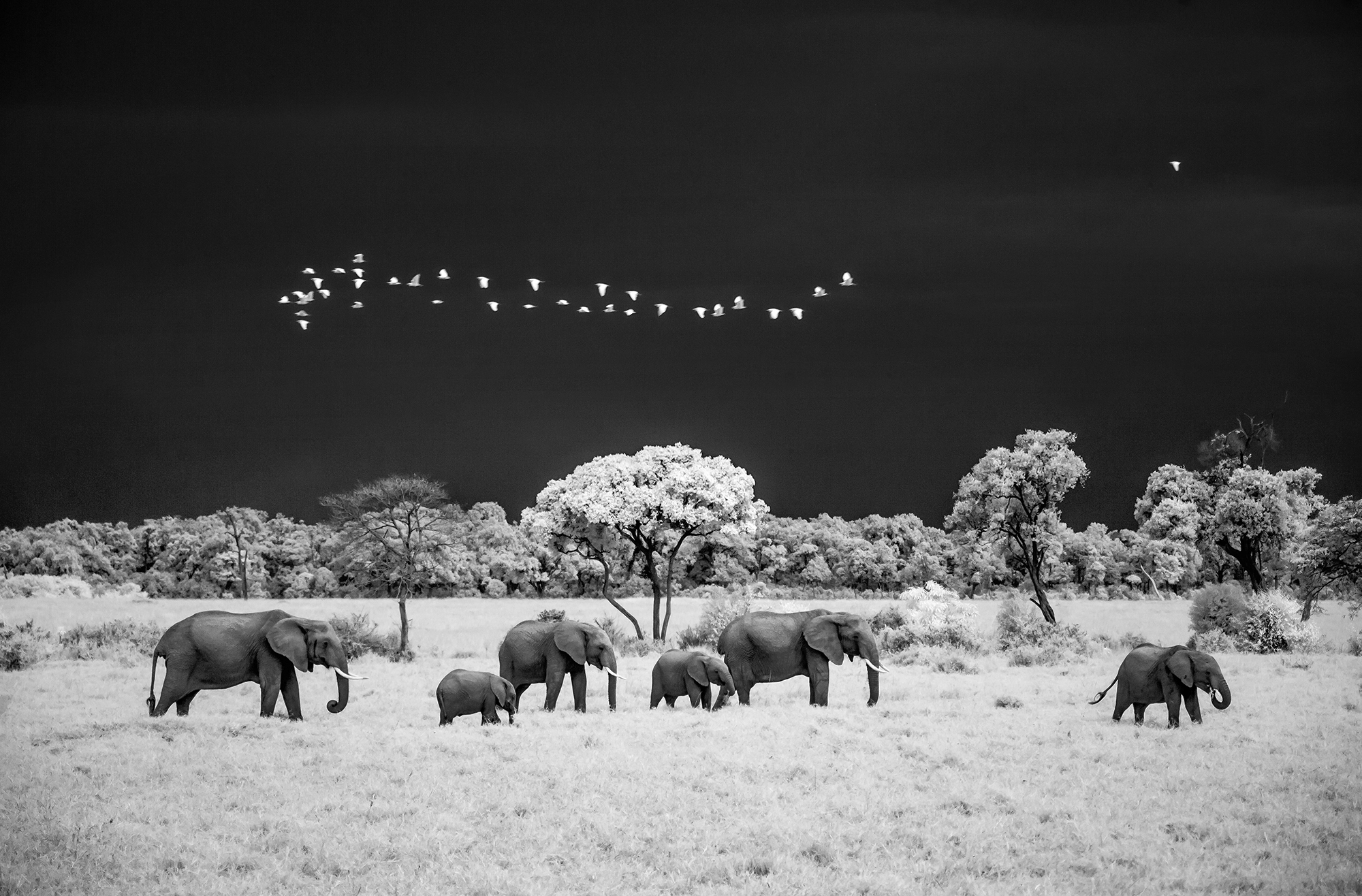 MasaiMara, Kenya, Elephants under Stormy Sky. Foto Paolo Ameli