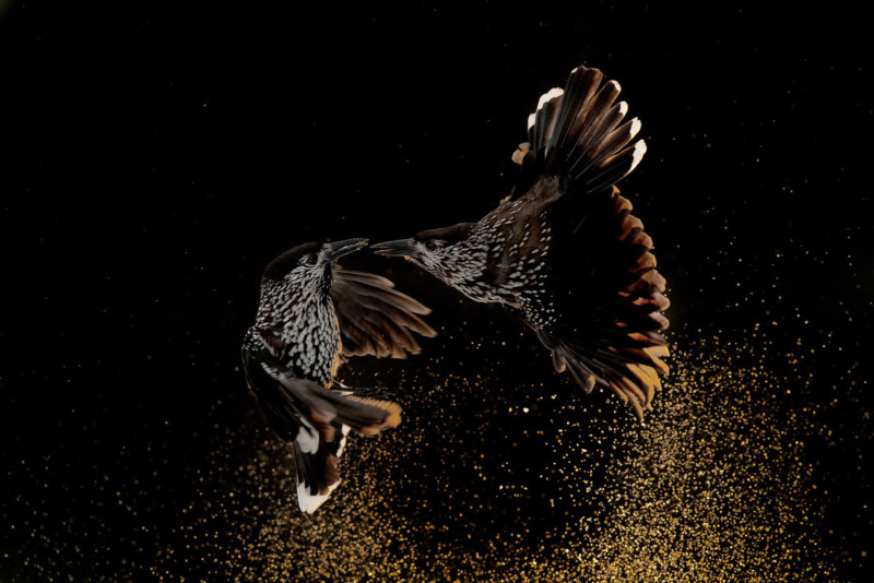 Roelof-Molenaar-Bird-behaviour-Gold-Medal