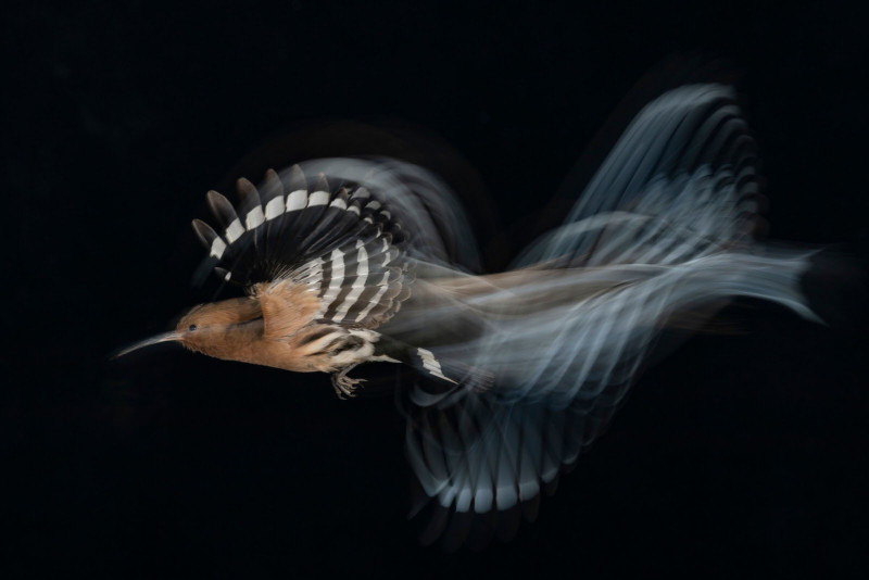 Gadi-Shmila-Birds-in-Flight-Gold-medal