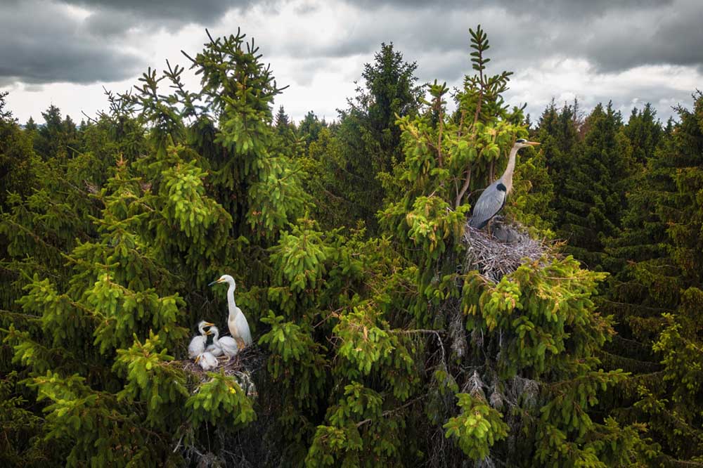 drone-photo-awards-2020-categoria-wildlife-dmitrii-viliunov