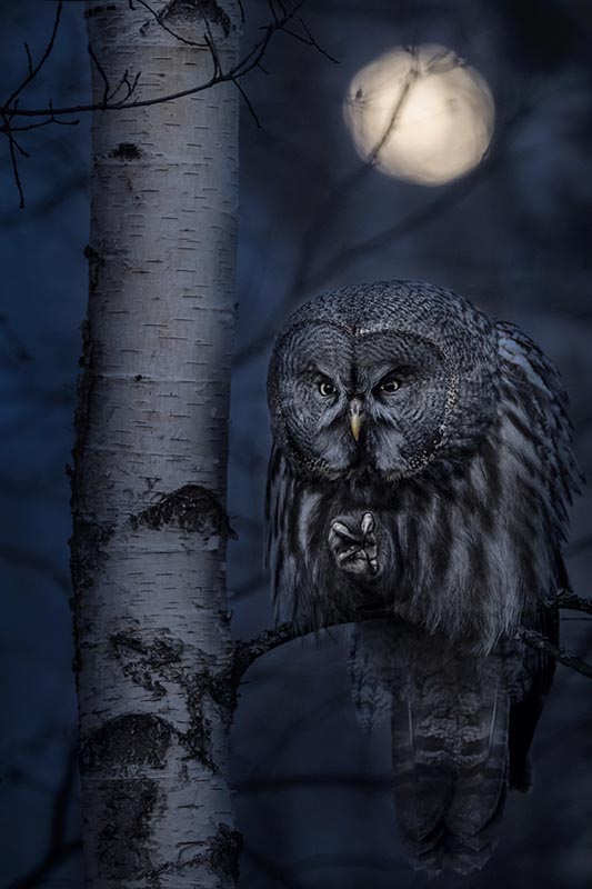 animals-in-their-environment-night-hunter-by-jonas-classon