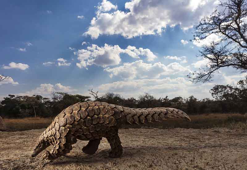 pangolins-in-crisis-by-brent-stirton