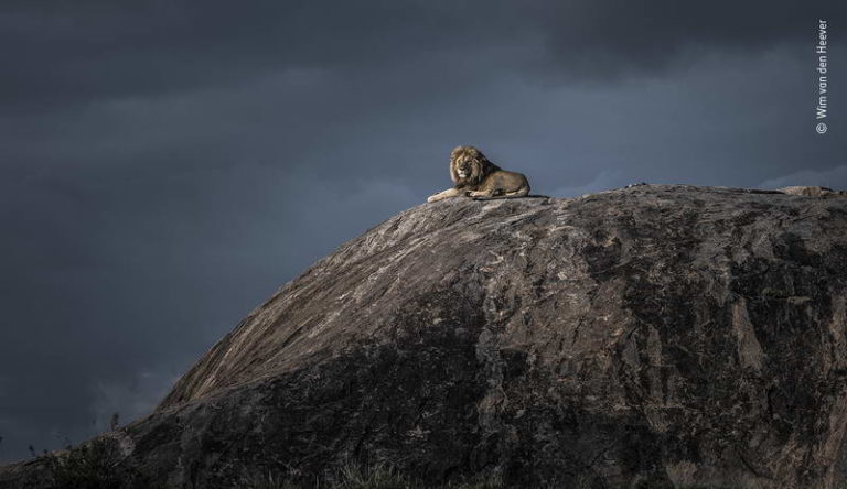 Wildlife Photographer of the Year - People Choice Award - Fotografia.it