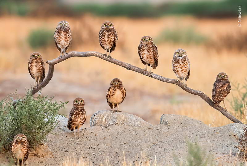 andrew-lee-wildlife-photographer-of-the-year/