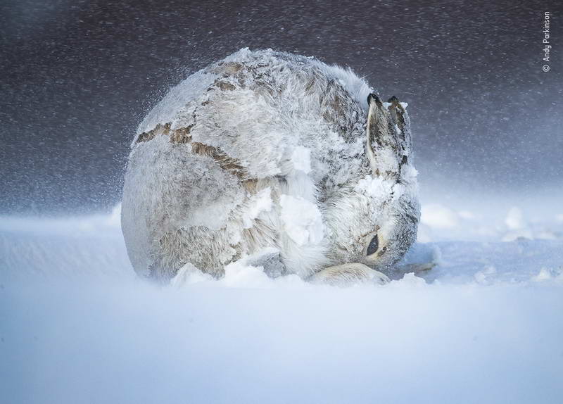 andy-parkinson-wildlife-photographer-of-the-year/