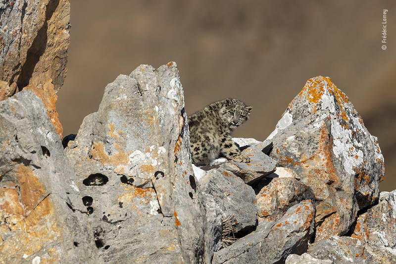 frederic-larrey-wildlife-photographer-of-the-year/