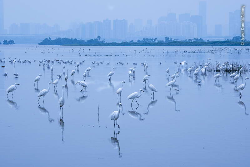 joseph-dominic-anthony-wildlife-photographer-of-the-year