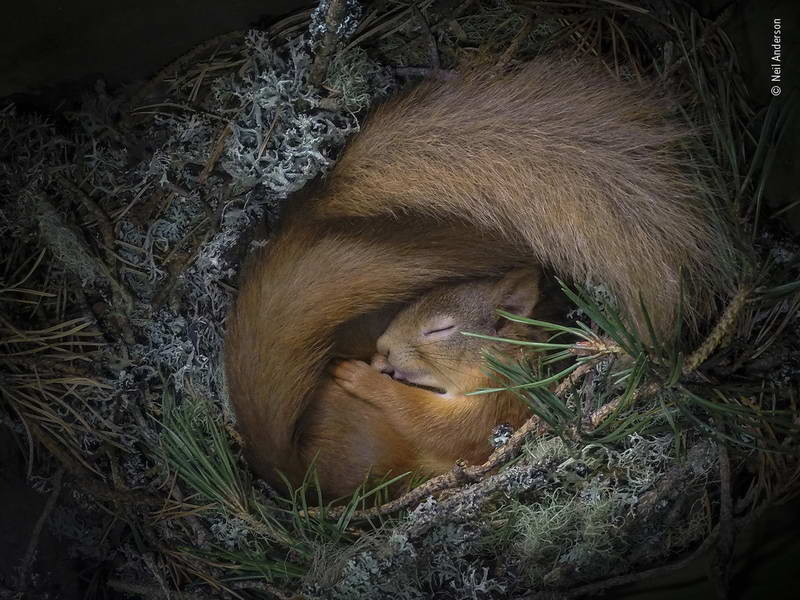 neil-anderson-wildlife-photographer-of-the-year