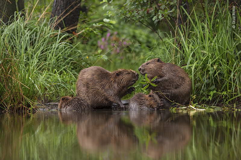 oliver-richter-wildlife-photographer-of-the-year/