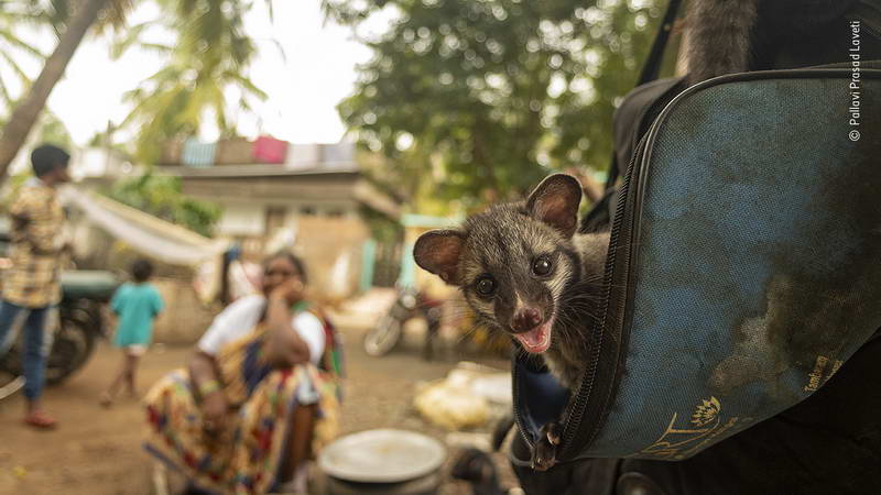 pallavi-prasad-laveti-wildlife-photographer-of-the-year/