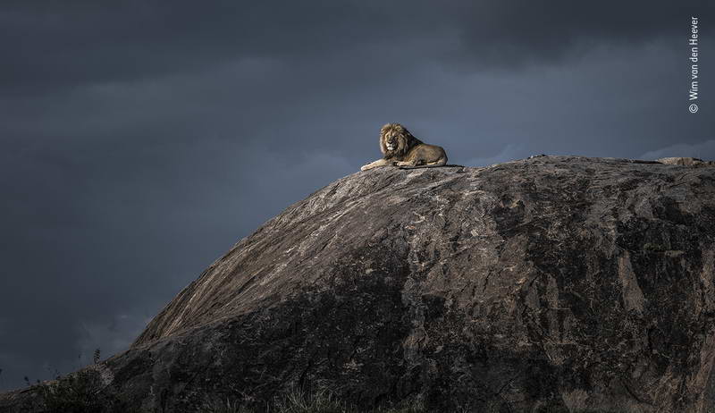 wim-van-den-heever-wildlife-photographer-of-the-year