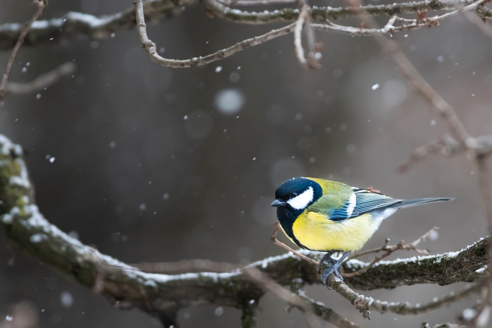 Tutorial-Back-Button-Focus-Techniques-Avifauna-Sport-Luca-Mich