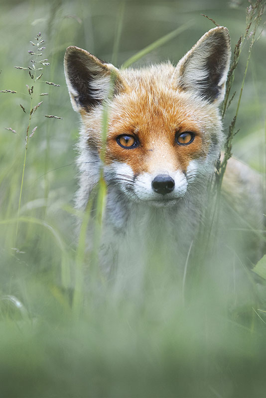 davide-giannetti-national-award-sony-world-photography-awards-2021