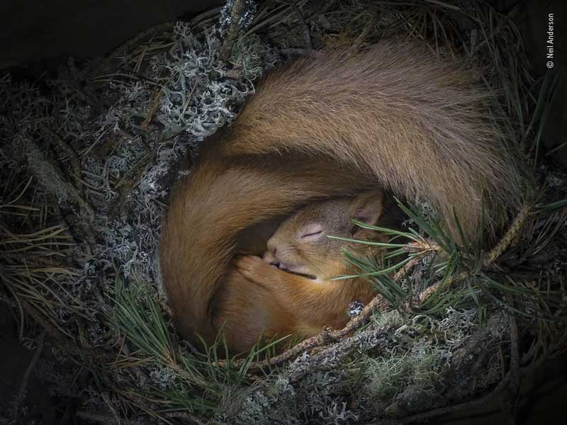 neil-anderson-wildlife-photographer-of-the-year-people-choice