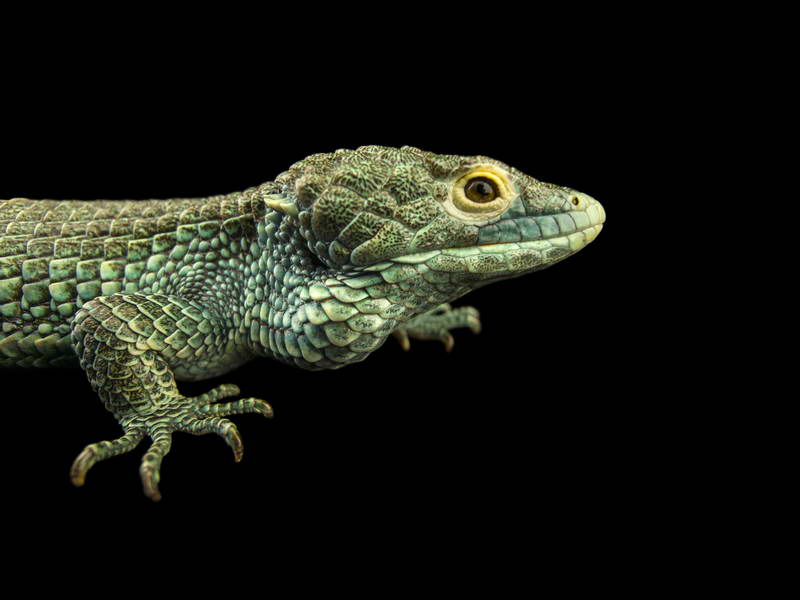 Bocourt’s Arboreal Alligator_oppo_natgeo_3