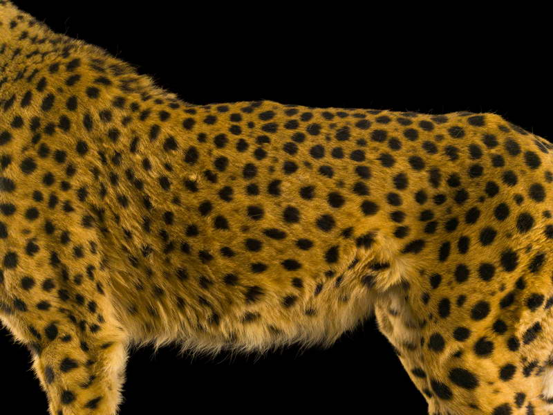 Cheetah_oppo_natgeo_1