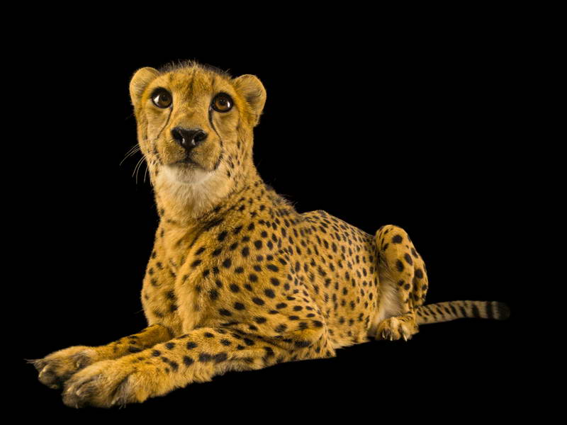 Cheetah_oppo_natgeo_2