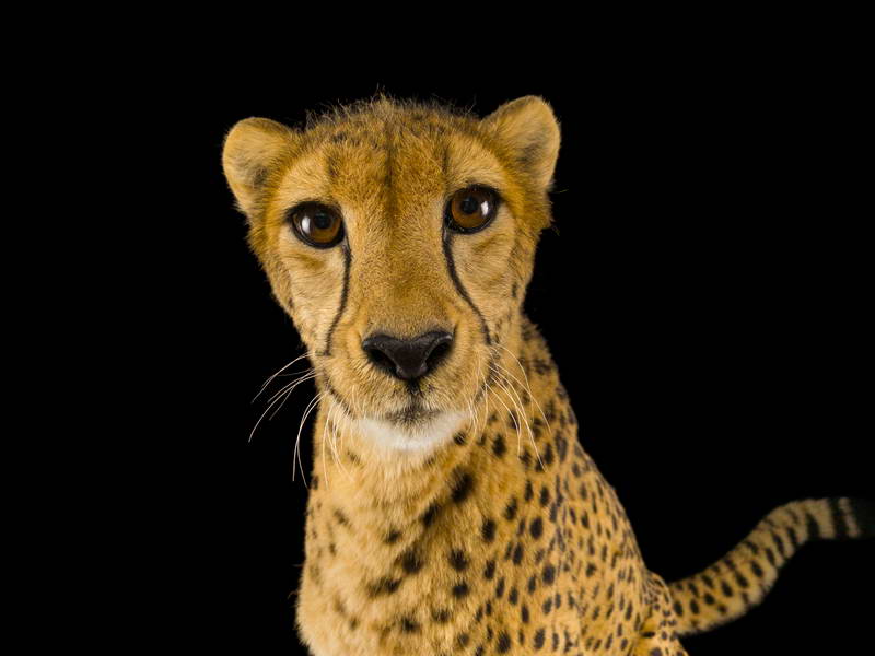 Cheetah_oppo_natgeo_3