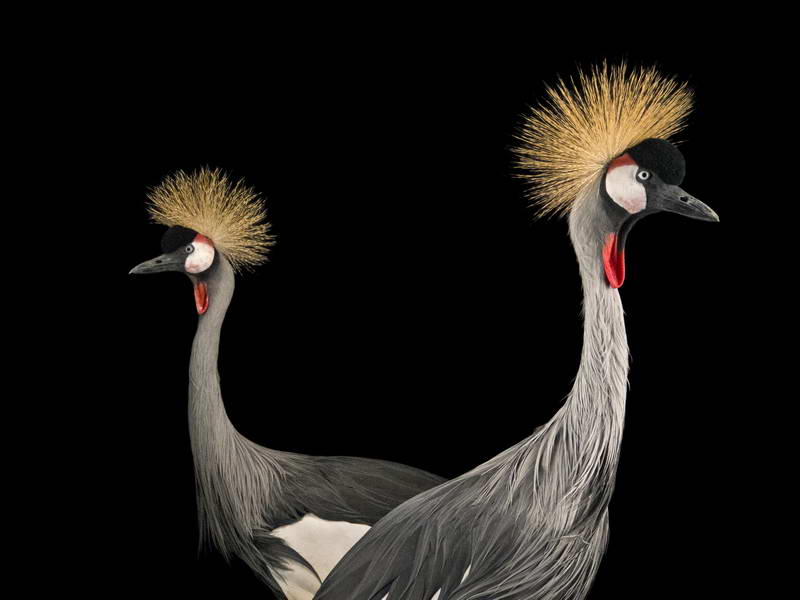 Crowned Crane_oppo_natgeo_1