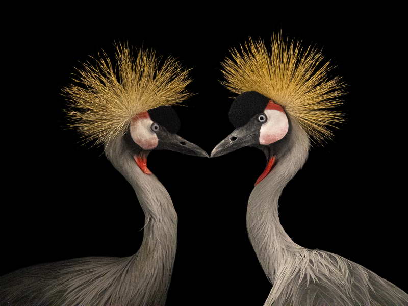 Crowned Crane_oppo_natgeo_2