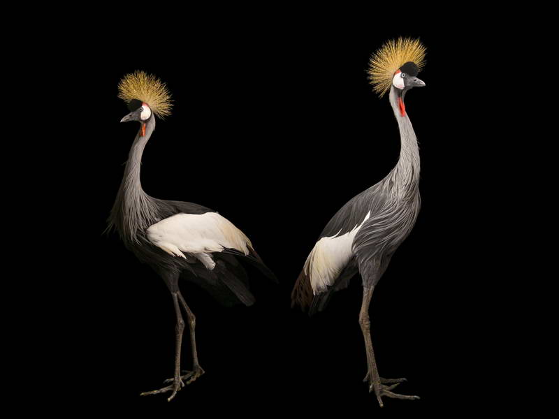 Crowned Crane_oppo_natgeo_3