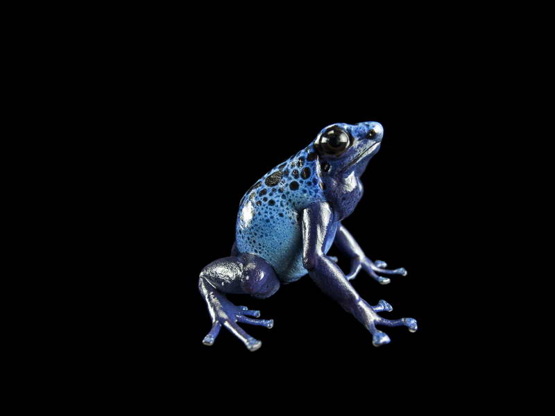 Dyeing Poison Dart Frog_oppo_natgeo_1